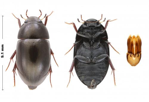Réf. 290 532 : Limnoxenus niger